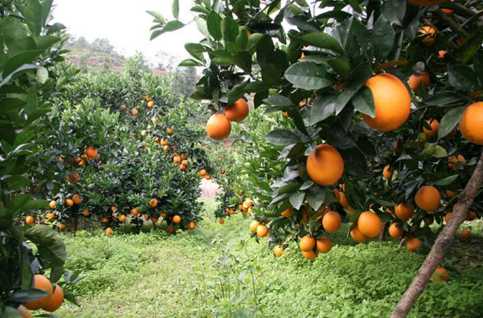 四川邻水县：脐橙走向深加工，脐橙酒生产线即将正式投产