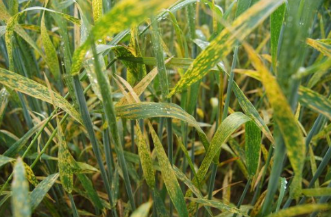 因天气温度偏暖，四川省多地发生小麦条锈病