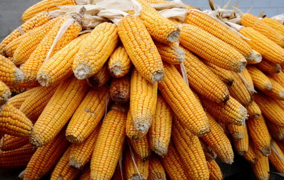 2016年玉米收购数量