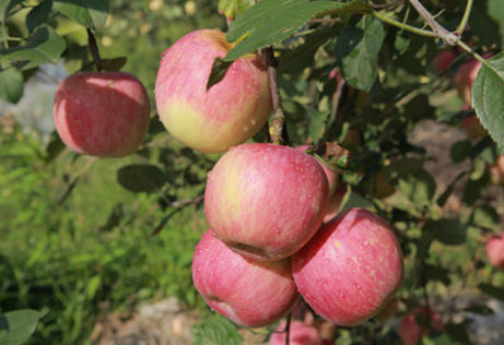 贵州：威宁县海拉镇举办苹果种植管理技术培训