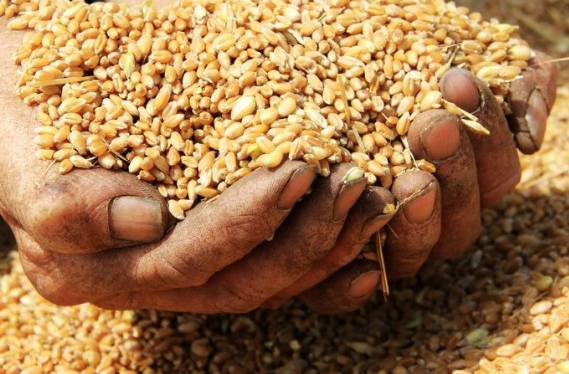 2016年中国小麦产量同比下降1%