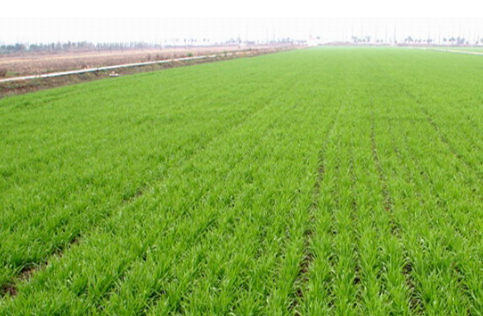 江苏仪征市受天气影响，今年小麦迟种20天