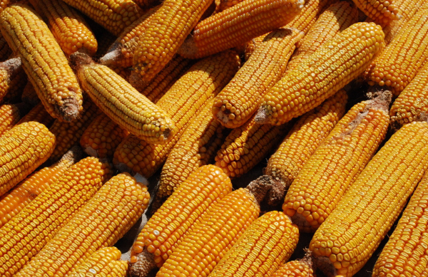 南非2016/17年度玉米出口预估为150万吨