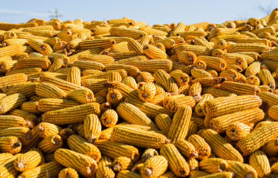 美国2016/17年度玉米收割面积预估为8680万英亩