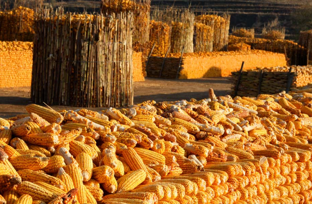 阿根廷2016/17年度玉米出口预估为2500万吨