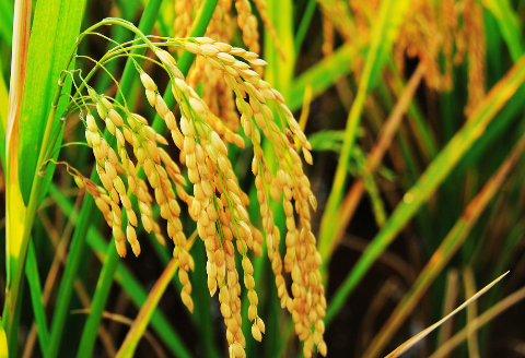 江苏：扬州江都区确定2016年水稻理赔金额为1175万元