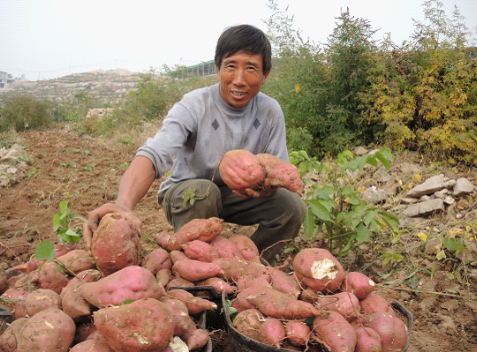 云南垣曲：小红薯做出大产业