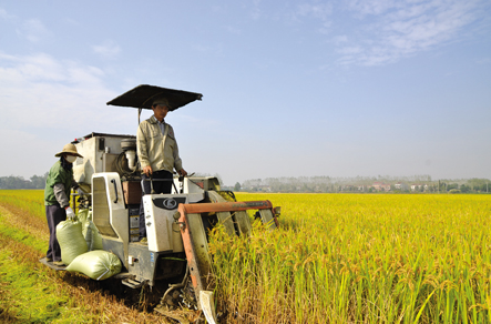 江苏：水稻收获进度达99%，抢收基本结束