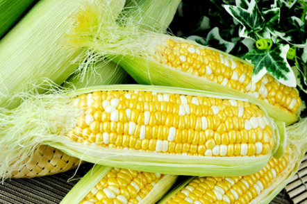 北京市农技推广站组织召开鲜食玉米产业对接会