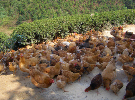 2025年美国将增养近两亿只散养蛋鸡来满足市场