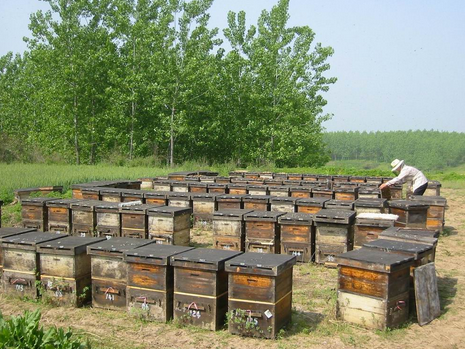 养蜂能赚钱吗?“蜂”王大山养中蜂，流淌蜜一样的财富