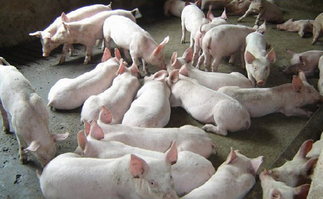 30万头生猪养殖基在广西武宣县开工建设