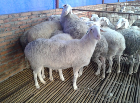 贵州务川开展肉羊营销技能培训，养殖户吃下营销“定心丸”