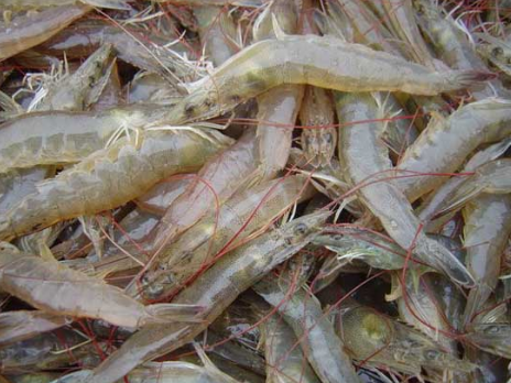 浙江：龙湾“虾工厂”南美白对虾成品虾上市