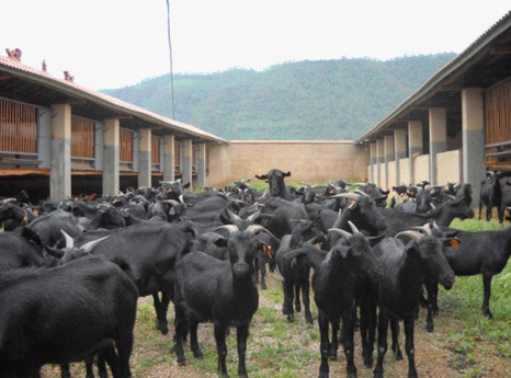 2016年哪些养殖项目被看好?云南纳雍乡依托黑山羊养殖实现人均增收2000元