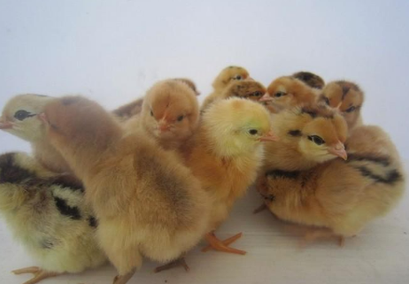 肉苗鸡的价格走势2016年：养殖户补栏积极性増加， 促进苗价上涨