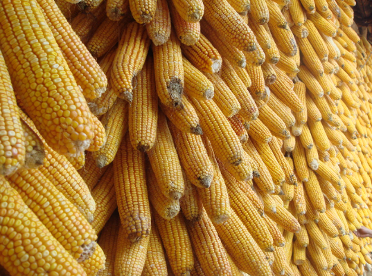 2016年玉米收购进度