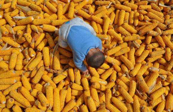 2017年美国玉米播种面积将达9015.1万英亩