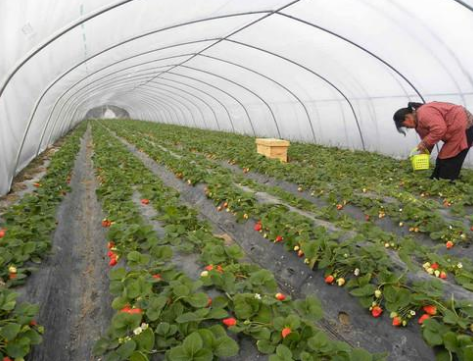 安徽长丰县：温室草莓高价上市，预计总产量将超过35万吨
