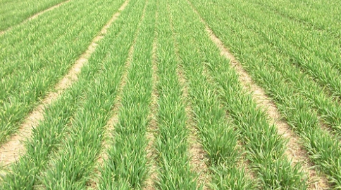 山东：威海市高区加强小麦田间管理，促进小麦壮苗越冬