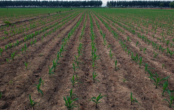 河南省：2016年玉米播种面积15年来首次下降