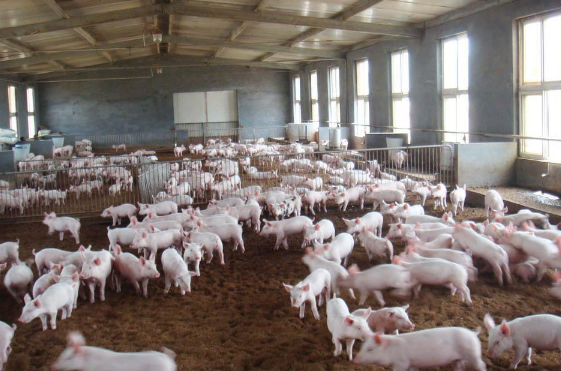 2016年生猪价格最新行情：猪价在17-18元之间小幅震荡，将维持到1月中旬以后