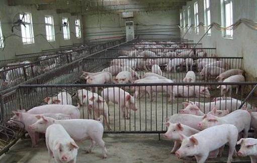 最新专家分析生猪行情：屠宰企业采购困难，猪价开始反弹