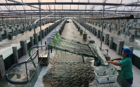 山东邹城：螺旋藻为当地带来1.5亿元年产值