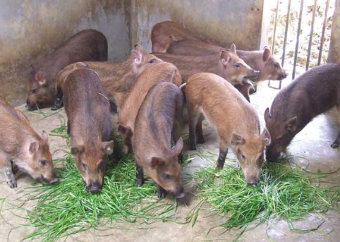 云南迪庆藏区实现特种野猪规模化养殖