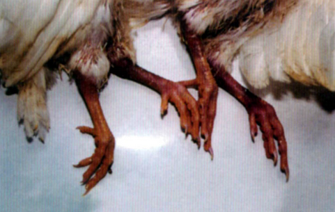 法国再次爆发高致病性禽流感