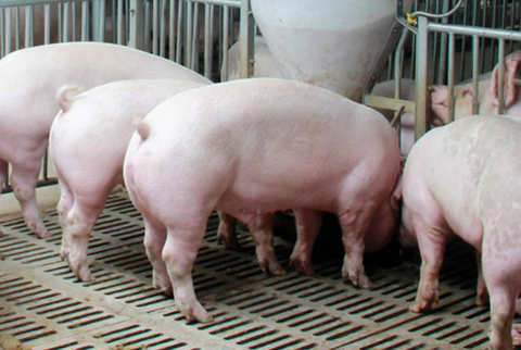 云南泸西县今年内将实现出栏商品猪10000余头