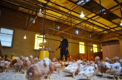 西藏山南市大力扶持绿色畜禽养殖业