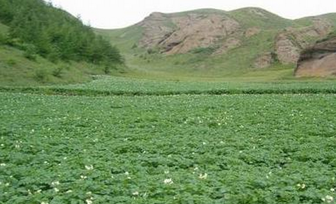 宁夏盐池县着力推进草畜产业提质增效