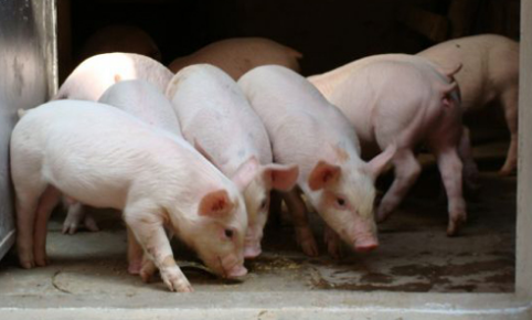 2016年生猪养殖市场前景与发展趋势浅析