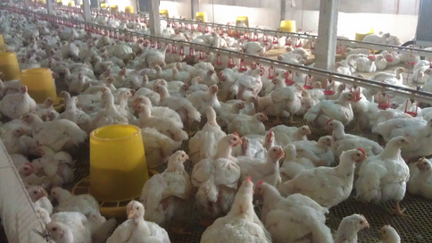 天津速检肉鸡产品兽药残留5000多批次，合格率为100%