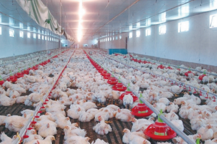 300万只现代化大型肉鸡养殖基地在白山市开建