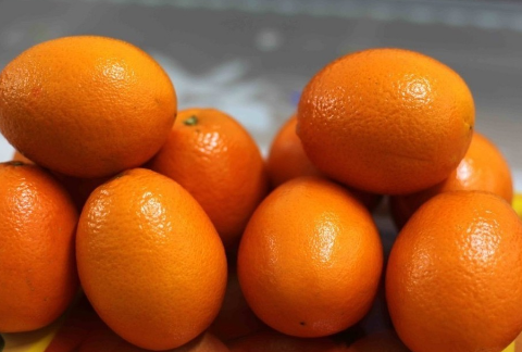 重庆“奉节脐橙”2016年产值预计达15.5亿