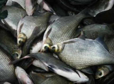 2016年鳊鱼价格未来预测
