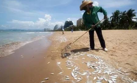 海南：三亚湾近六百米沙滩现大量死鱼，政府称渔网破裂泄漏所致