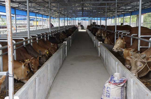 印度养牛工人大罢工，100多头牛几近饿死