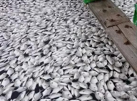 广东粤西：金鲳鱼大面积死亡，“缺氧”是导火索