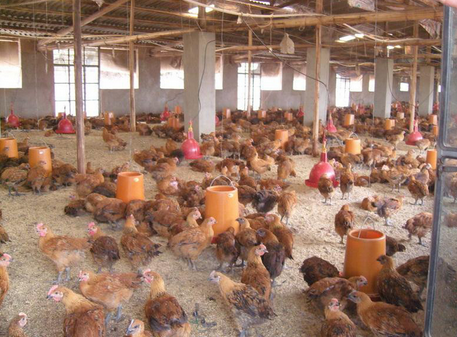 辽宁北票：“1+4”肉鸡养殖扶贫模式打赢致富创收战