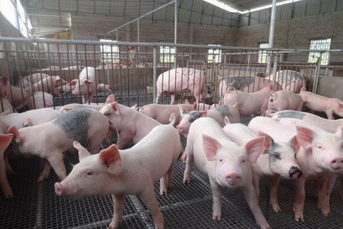 江西兴国县开展生猪养殖环节“瘦肉精”专项监测活动