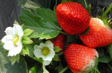 山西垣曲：大棚草莓喜上市，赢得众多顾客采摘游
