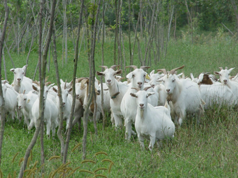 四川华蓥市：返乡农民工领办山羊养殖基地，带领村民走上致富路