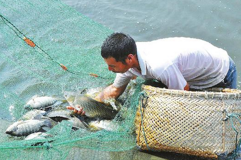巴西罗非鱼养殖业发展潜力巨大