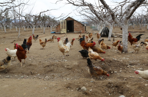 试马镇推行散养鸡“代养”模式模式助力贫困户增收