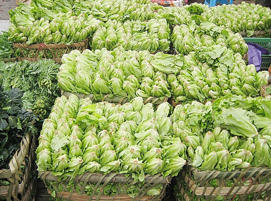 蔬菜价格最新行情2016
