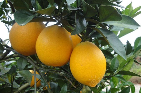 四川：南充市嘉陵区50多吨香橙销往北京
