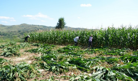 农业部：2016年我国玉米机收水平预计达到67%